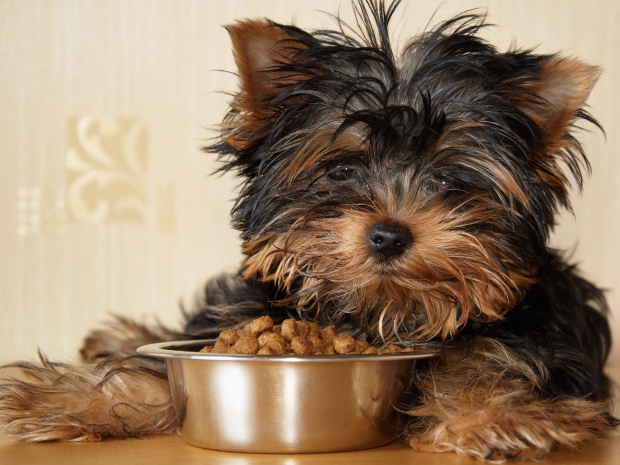 Fundamentos de nutrición canina