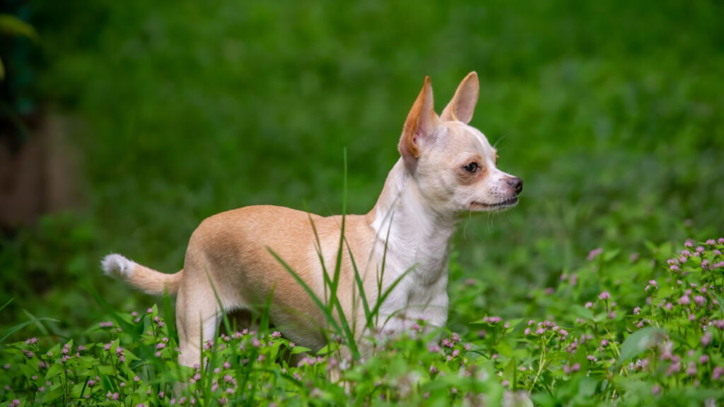 Nutrición de los perros Chihuahua - El Perro Azul