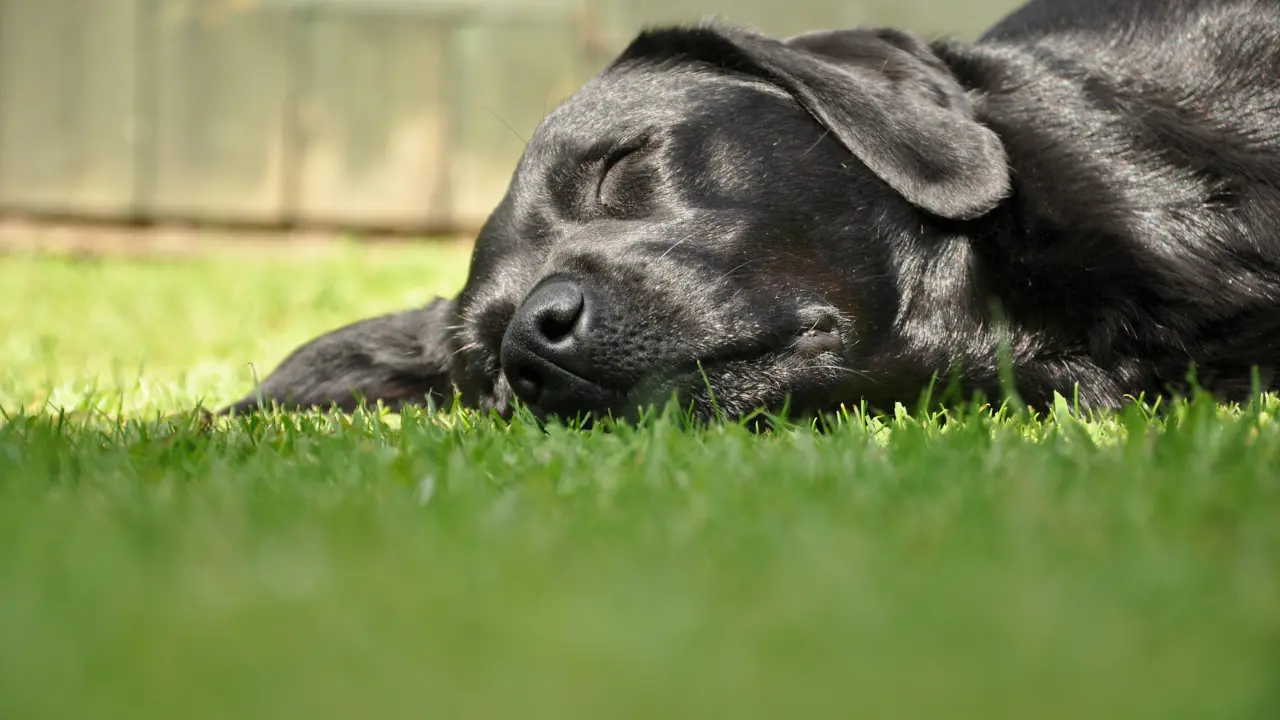 Cómo Mantener Fresco e Hidratado a tu Perro en Esta Época de Calor - El Perro Azul