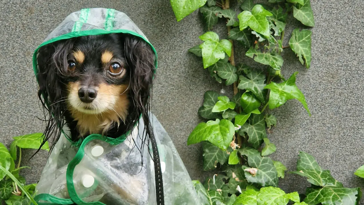 Cómo afecta la lluvia a los perros - El Perro Azul