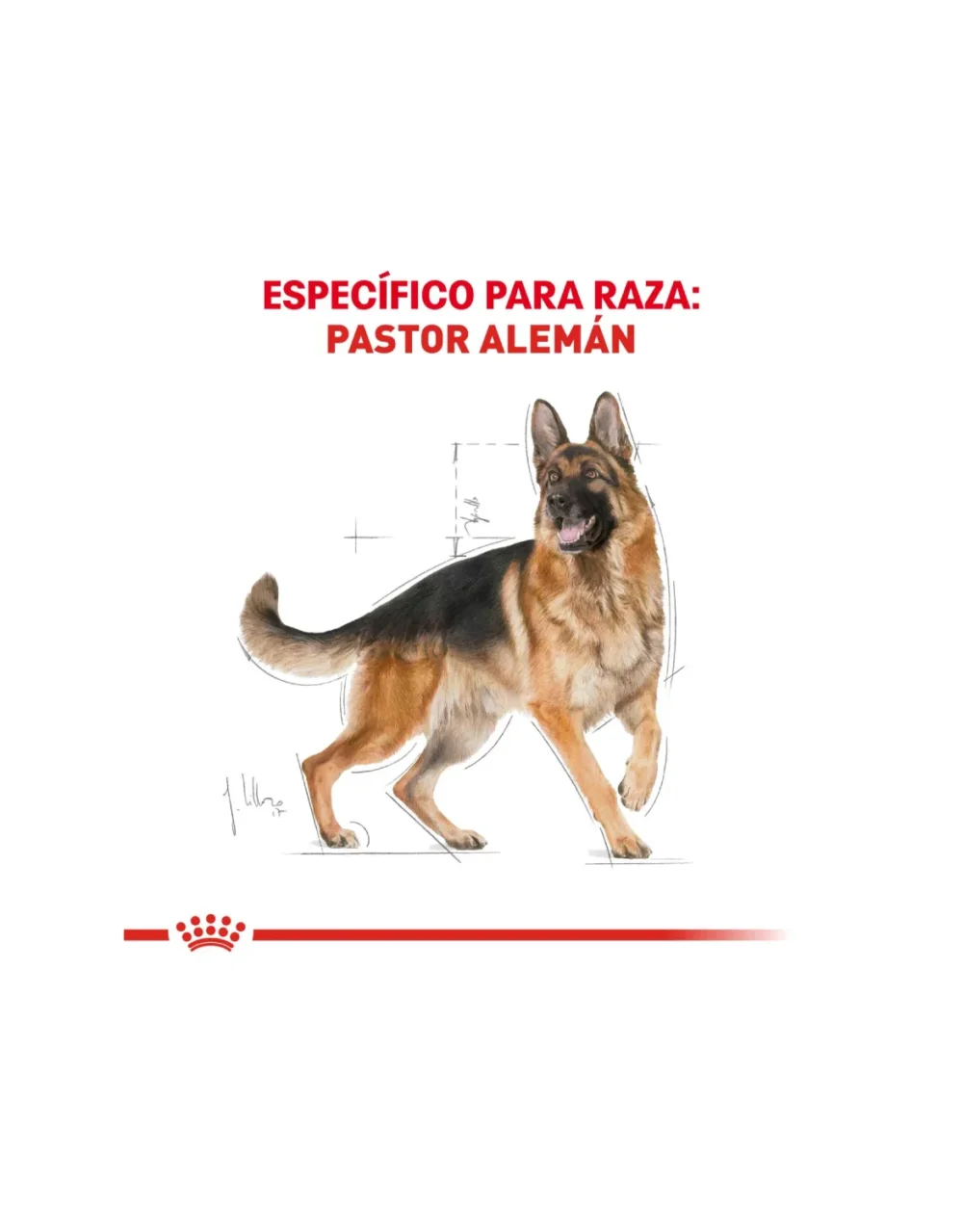 Royal Canin Pastor Alemán Adulto - El Perro Azul