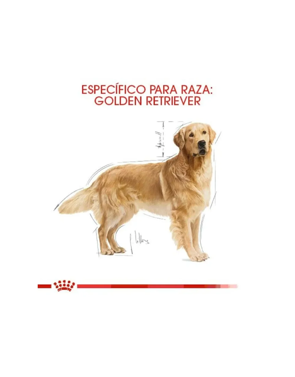 Royal Canin Golden Retriever Adulto - El Perro Azul