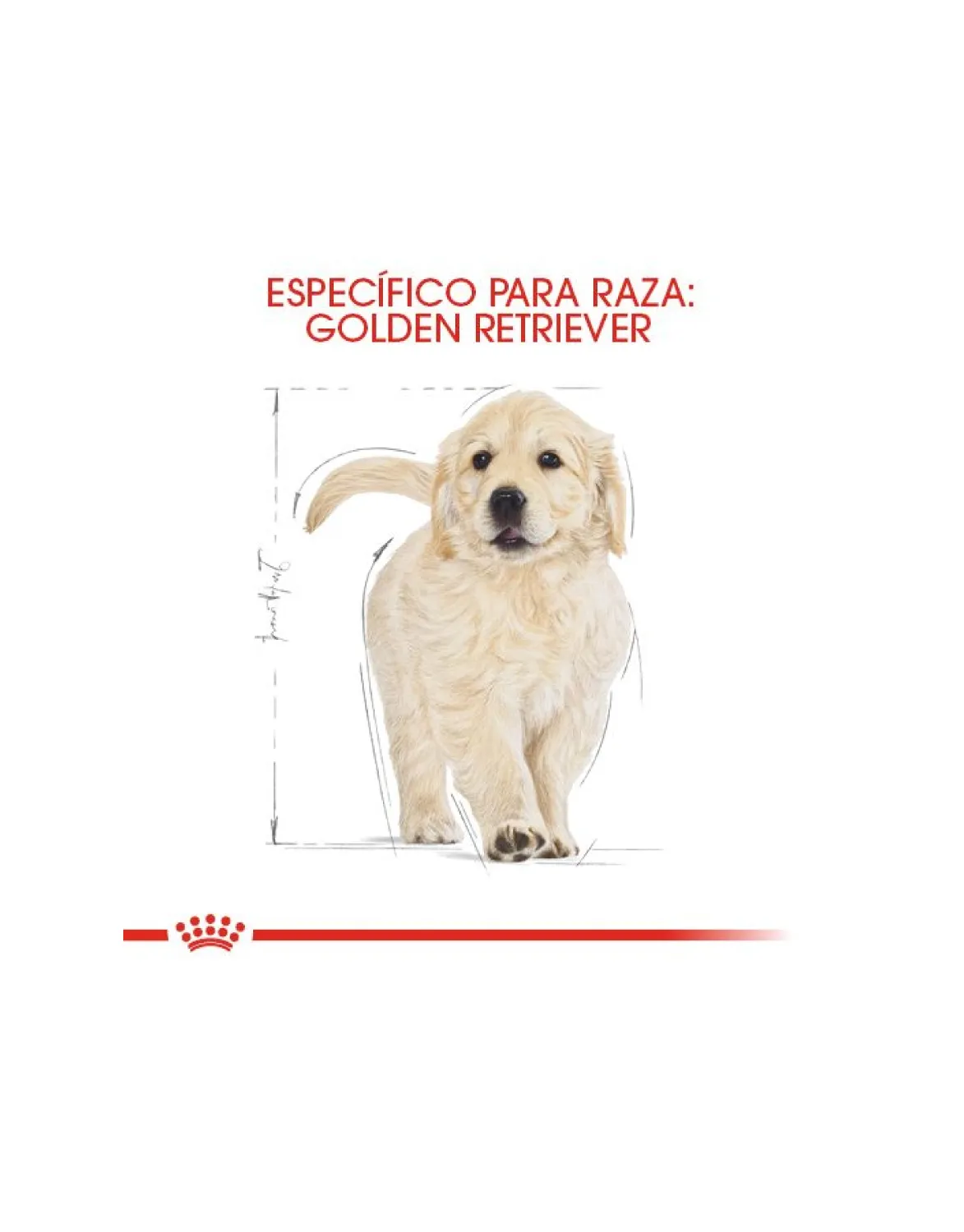 Royal Canin Golden Retriever Cachorro - El Perro Azul