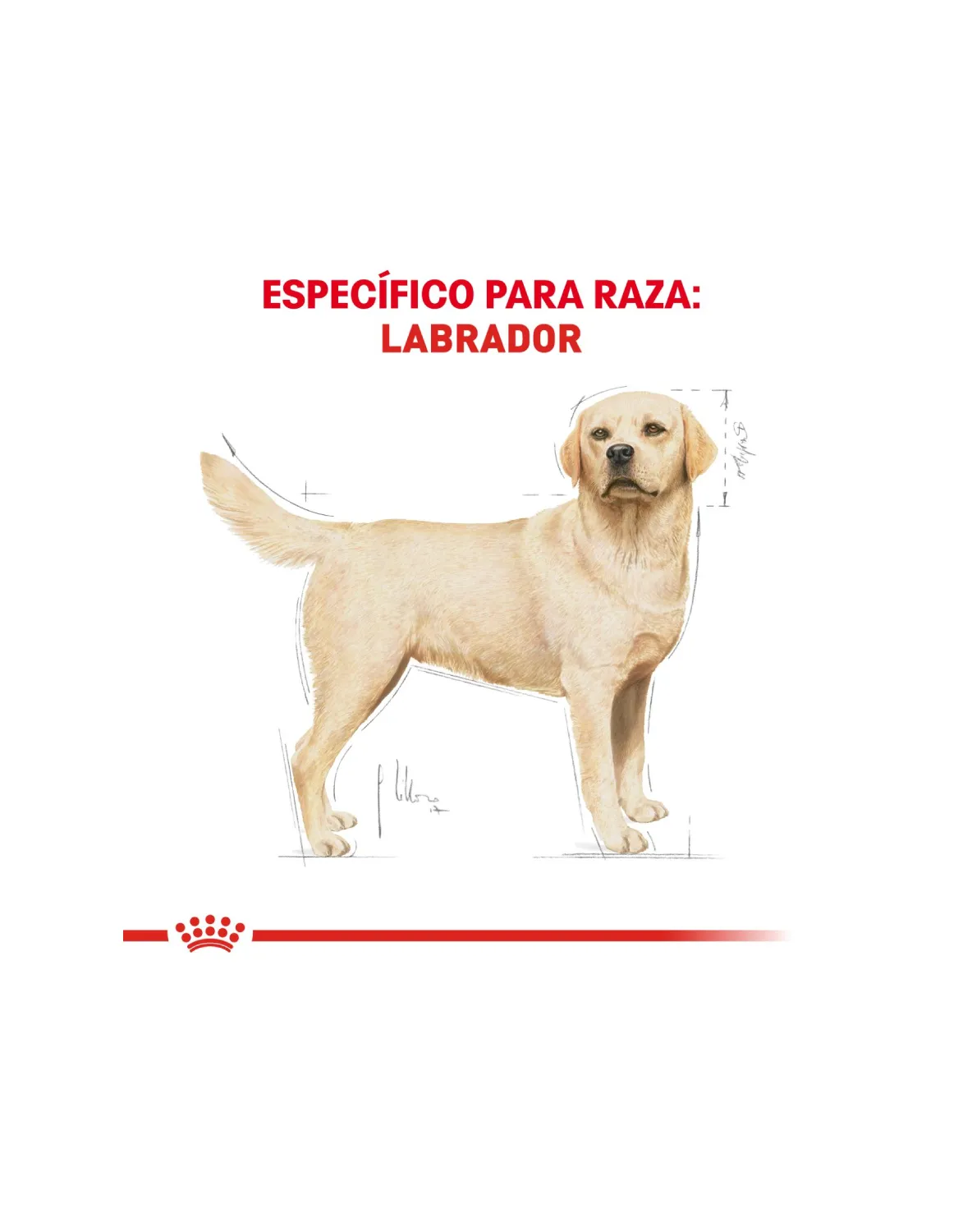 Royal Canin Labrador Retriever Adulto - El Perro Azul