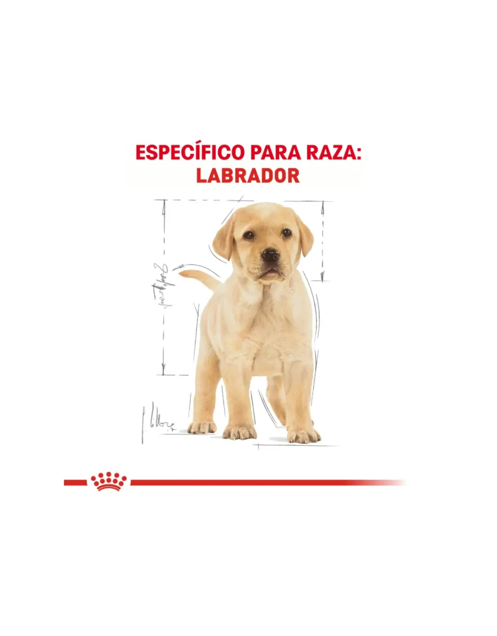 Royal Canin Labrador Retriever Cachorro - El Perro Azul