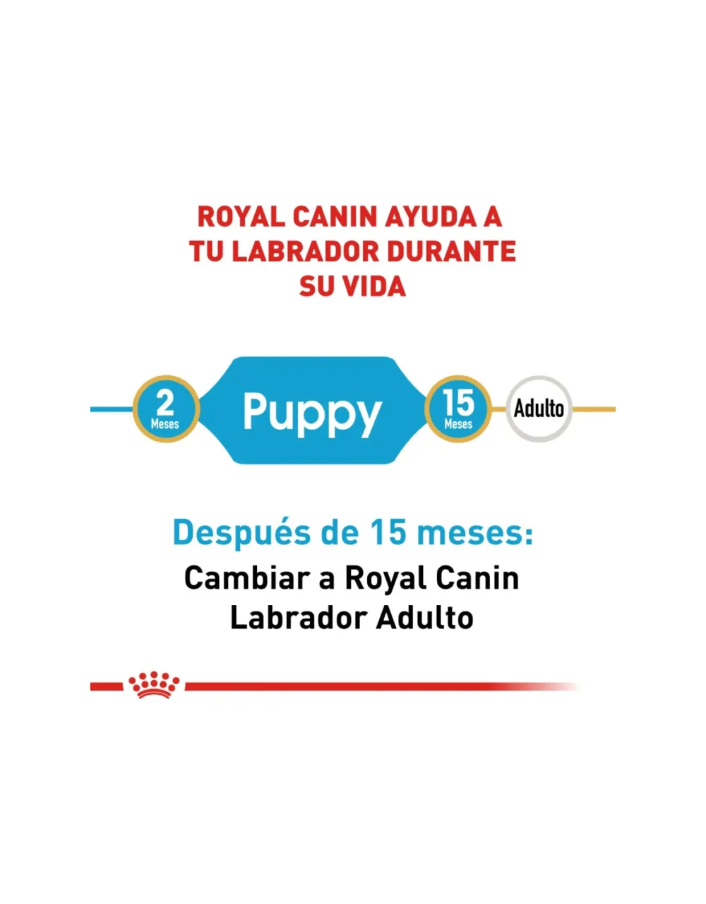 Royal Canin Labrador Retriever Cachorro - El Perro Azul