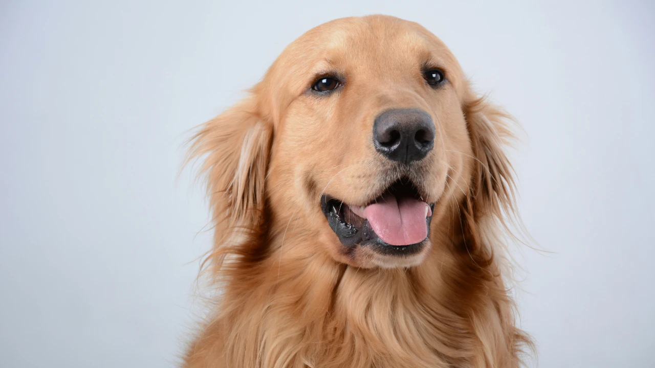 El Golden Retriever - Todo los debes saber de esta raza - El Perro Azul